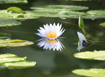 water lily