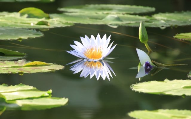 water lily