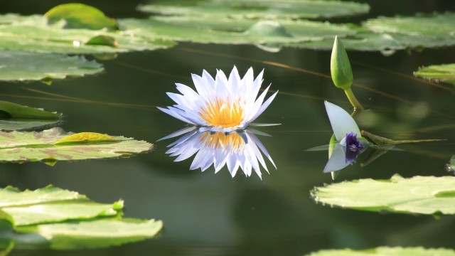 睡蓮 water lily